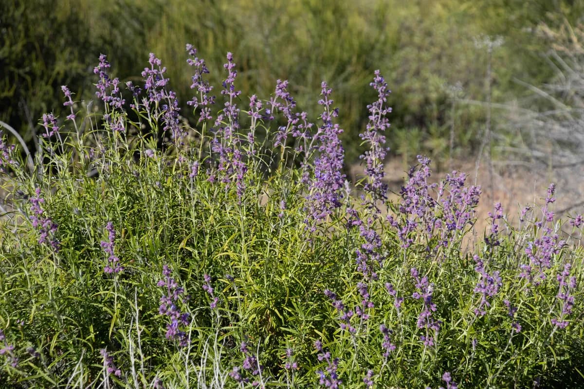 Parish's bluecurls (Trichostema parishii)