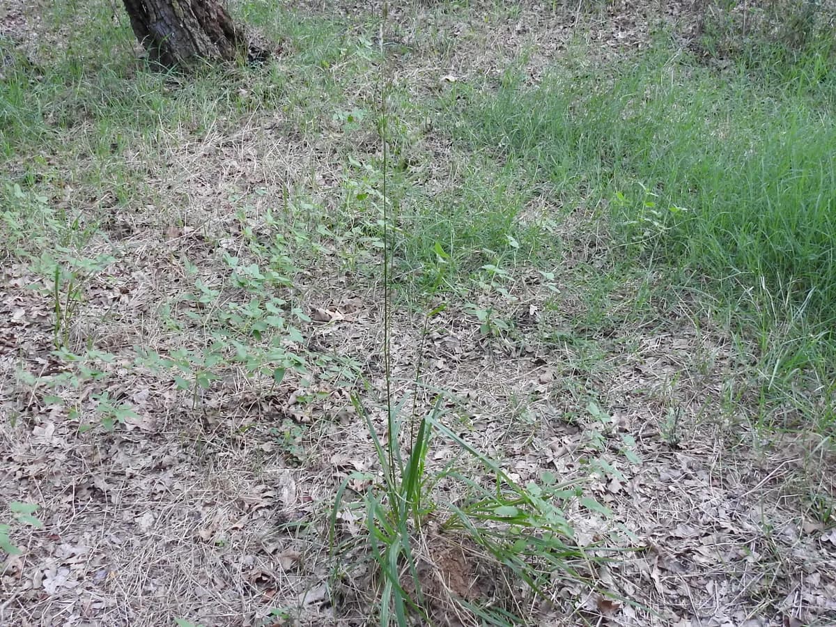 Purpletop Tridens (Tridens flavus)