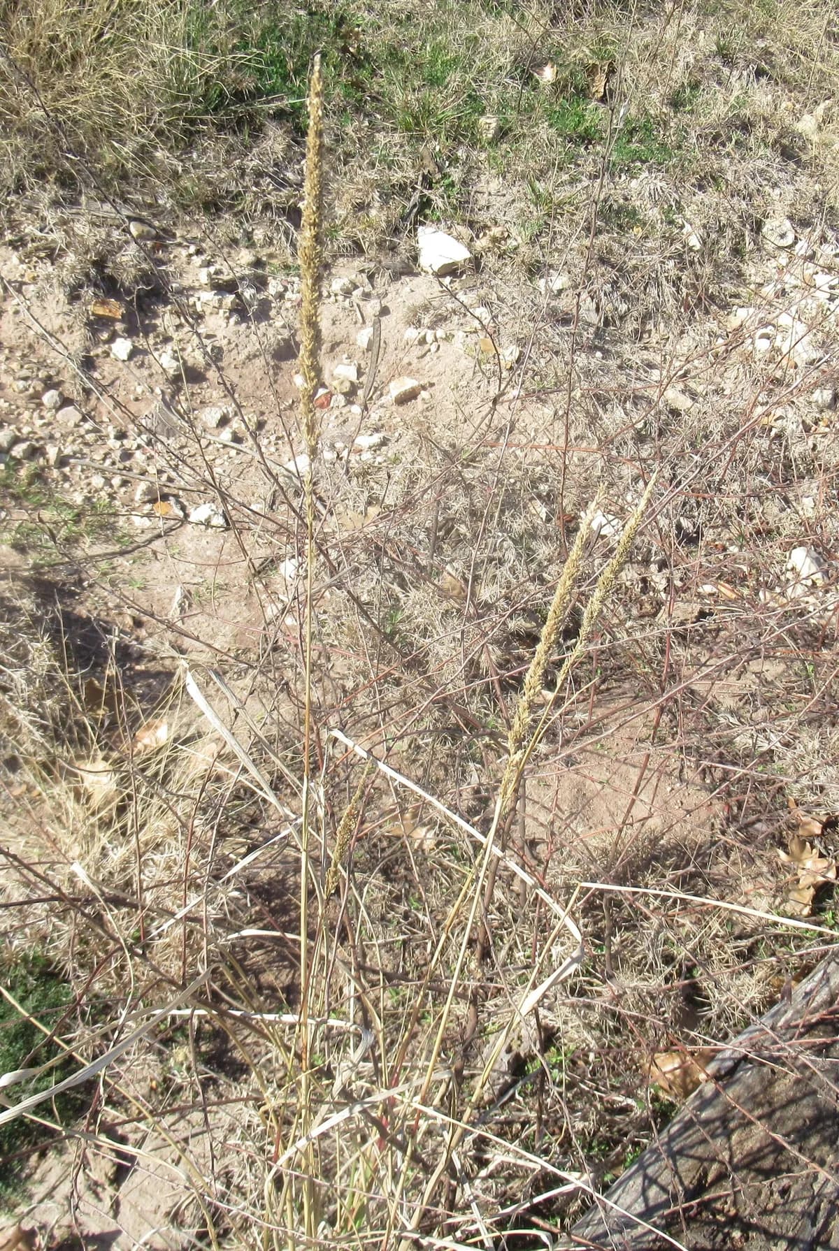 Longspike Tridens (Tridens strictus)