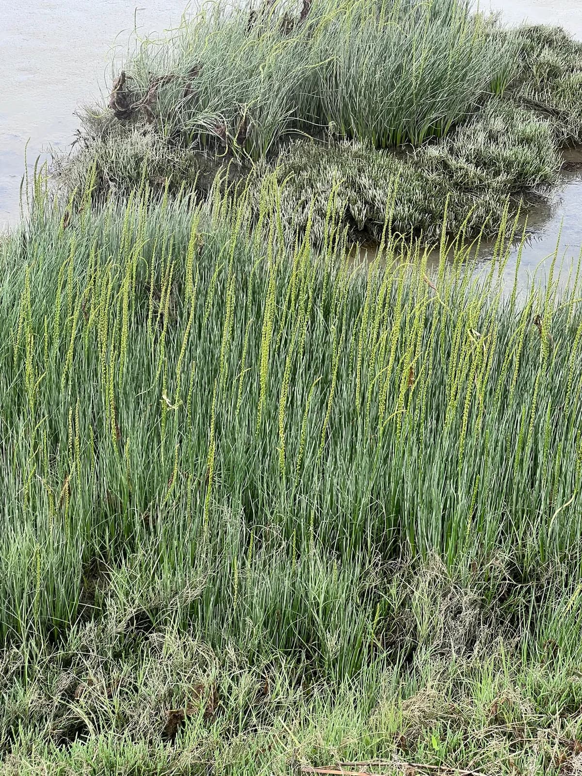 Sea Arrow-grass (Triglochin maritima)