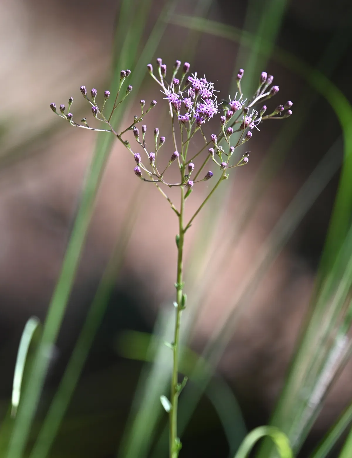 Pineland purple (Trilisa odoratissima)