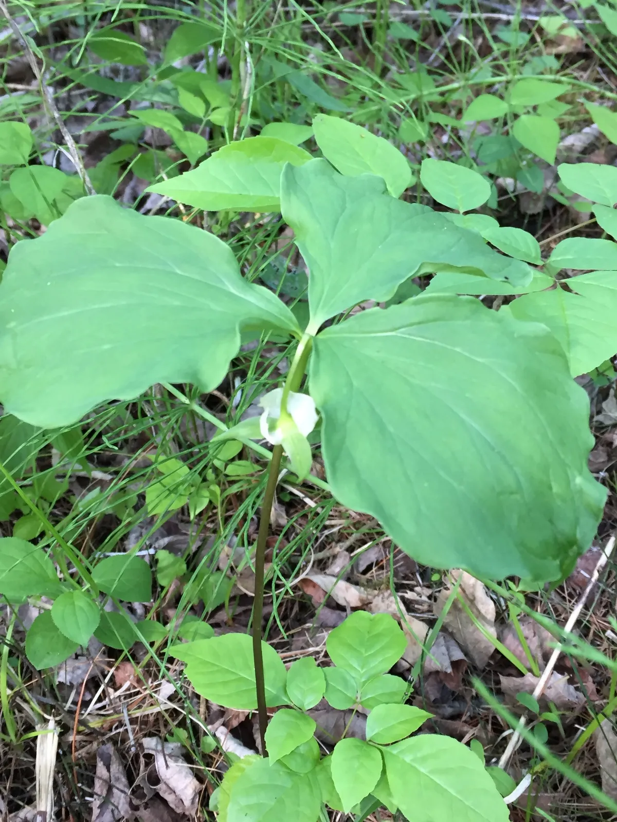 Whip-poor-will flower (Trillium cernuum)