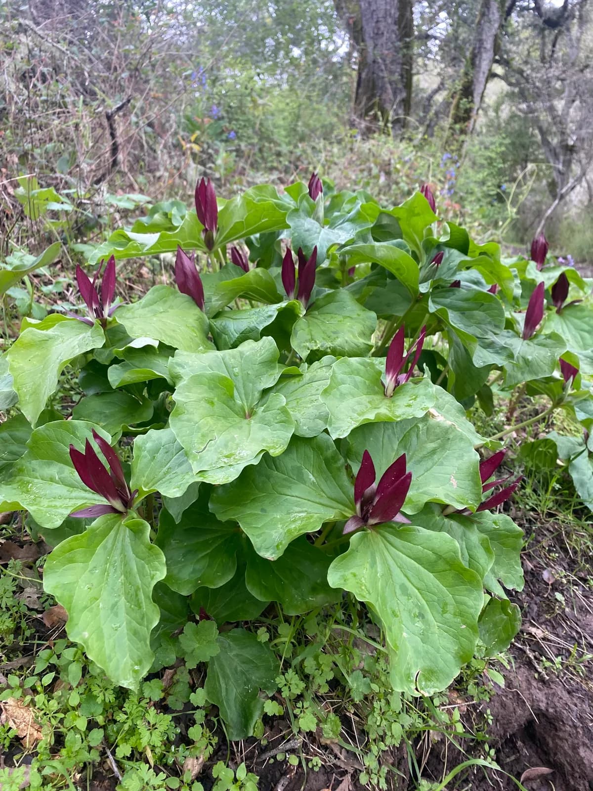Giant Trillium (Trillium chloropetalum)