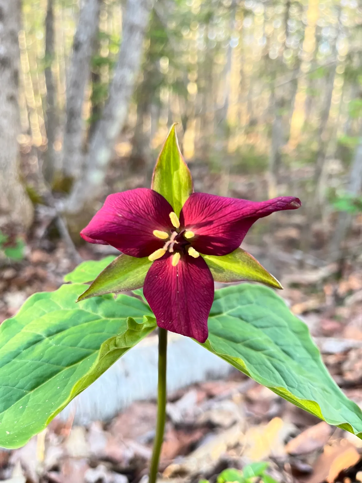 Birthroot (Trillium erectum)