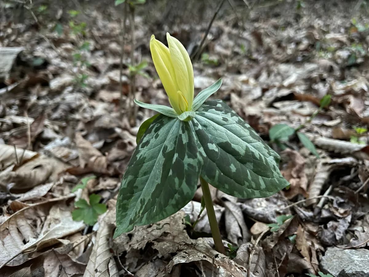 Yellow trillium (Trillium luteum)