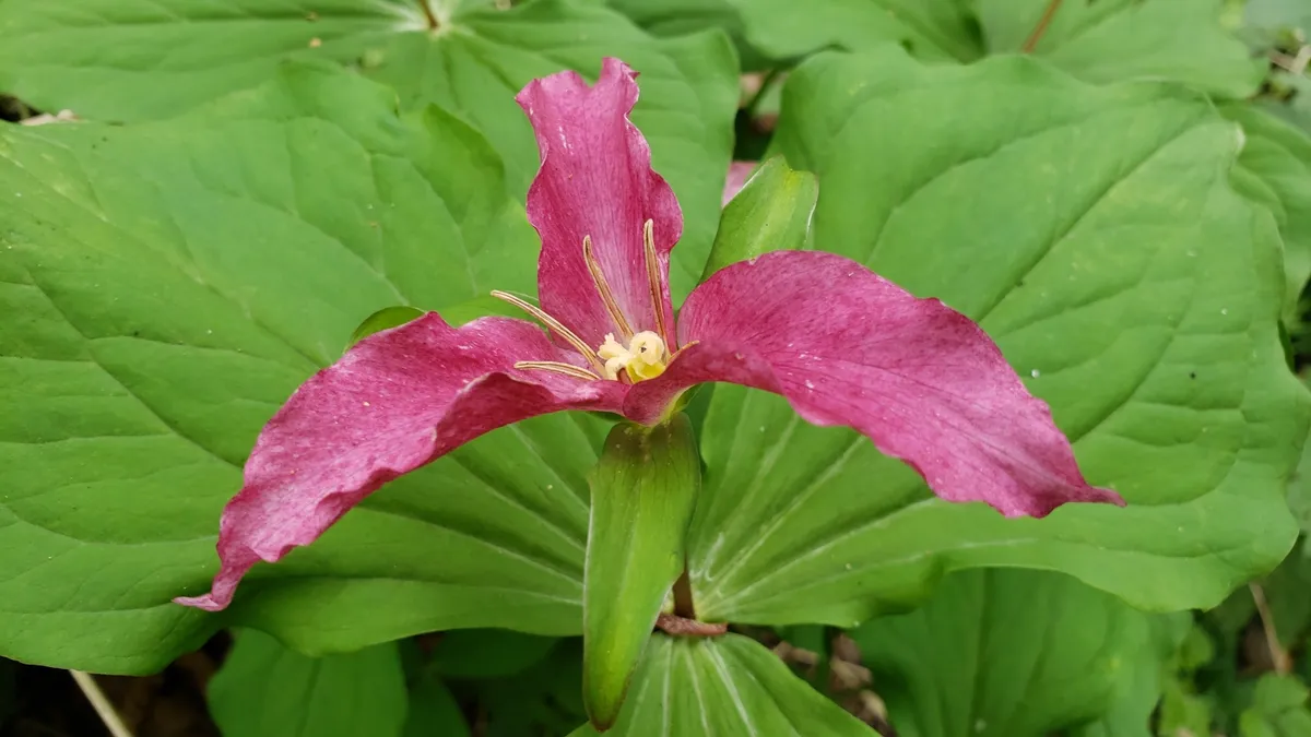 Pacific Trillium (Trillium ovatum)