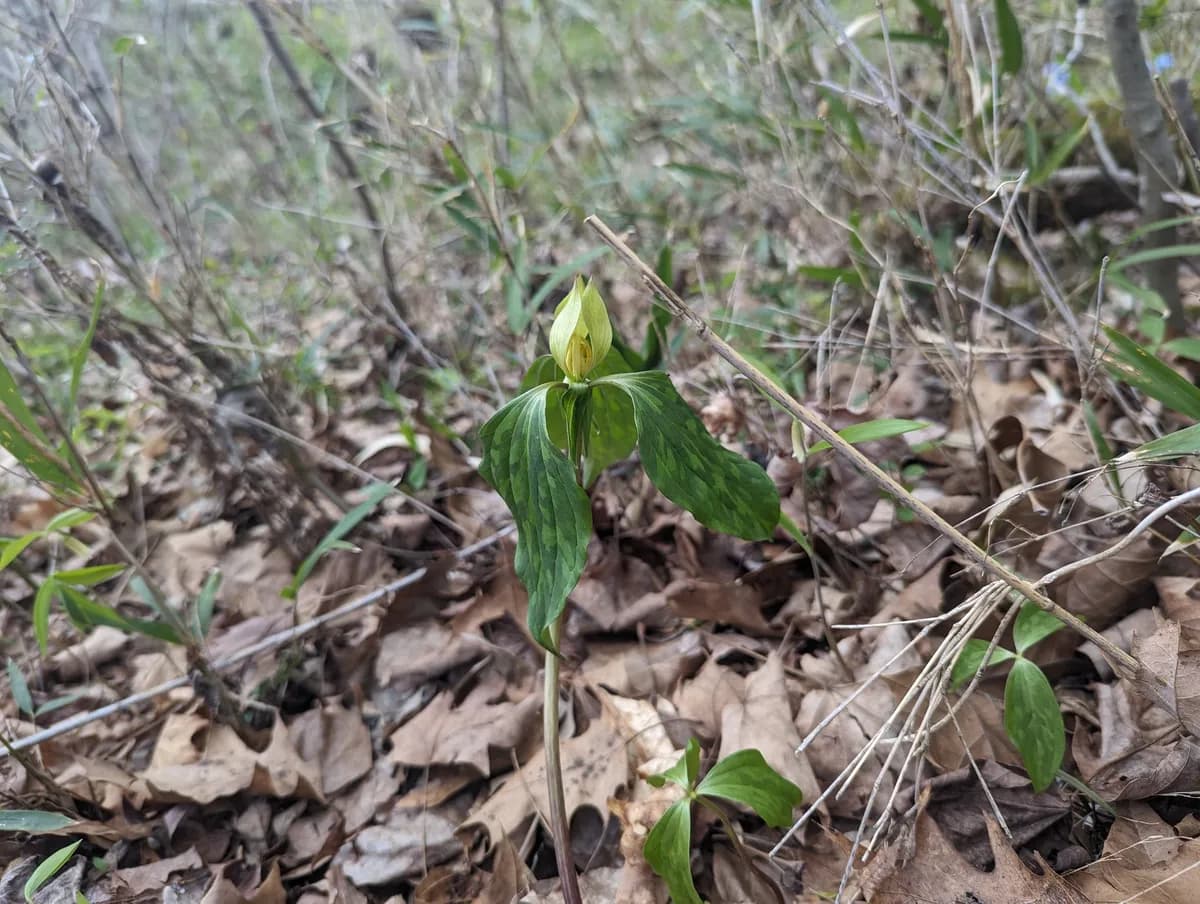Prairie trillium (Trillium recurvatum)