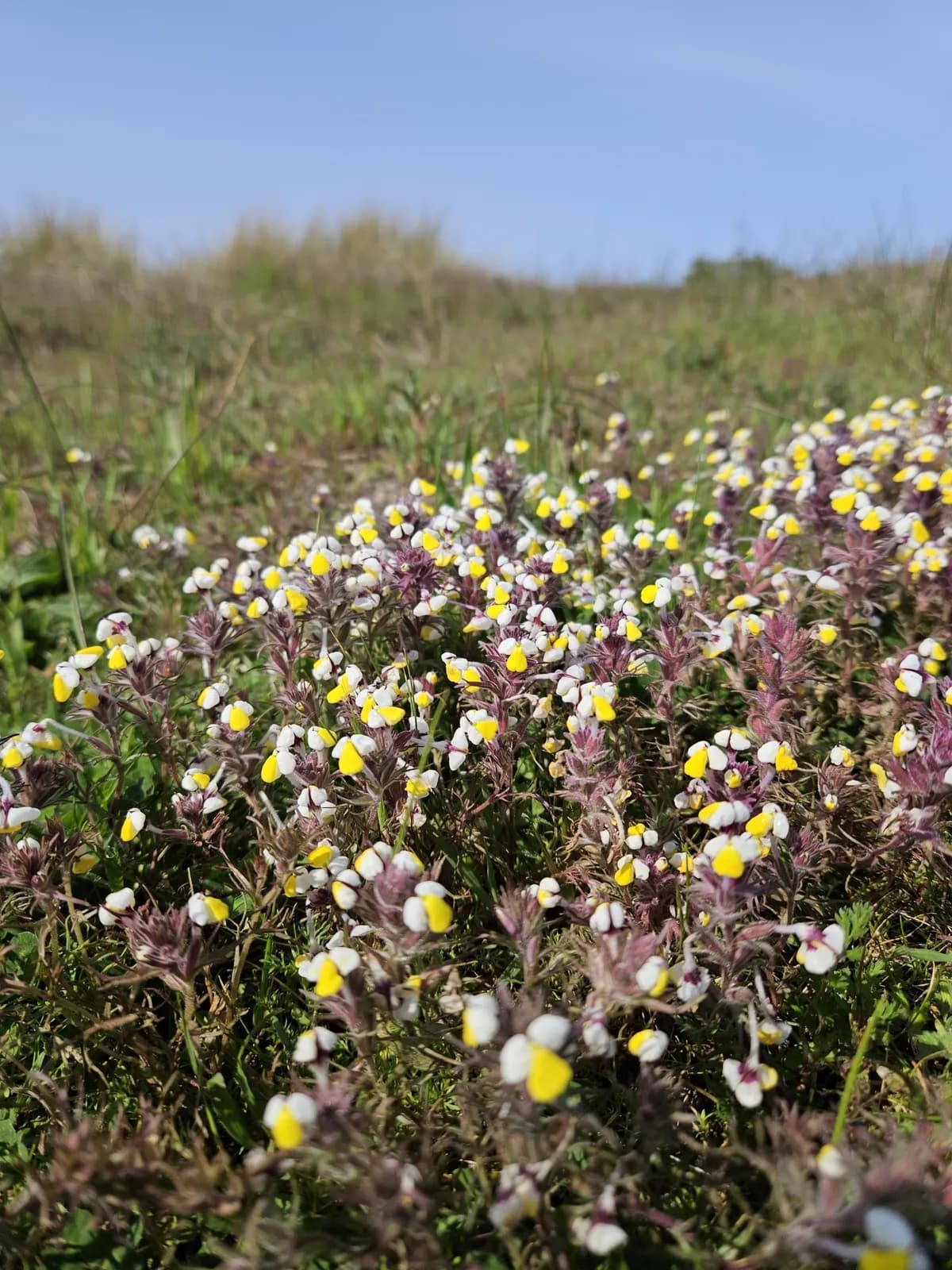 Johnny tuck (Triphysaria eriantha)