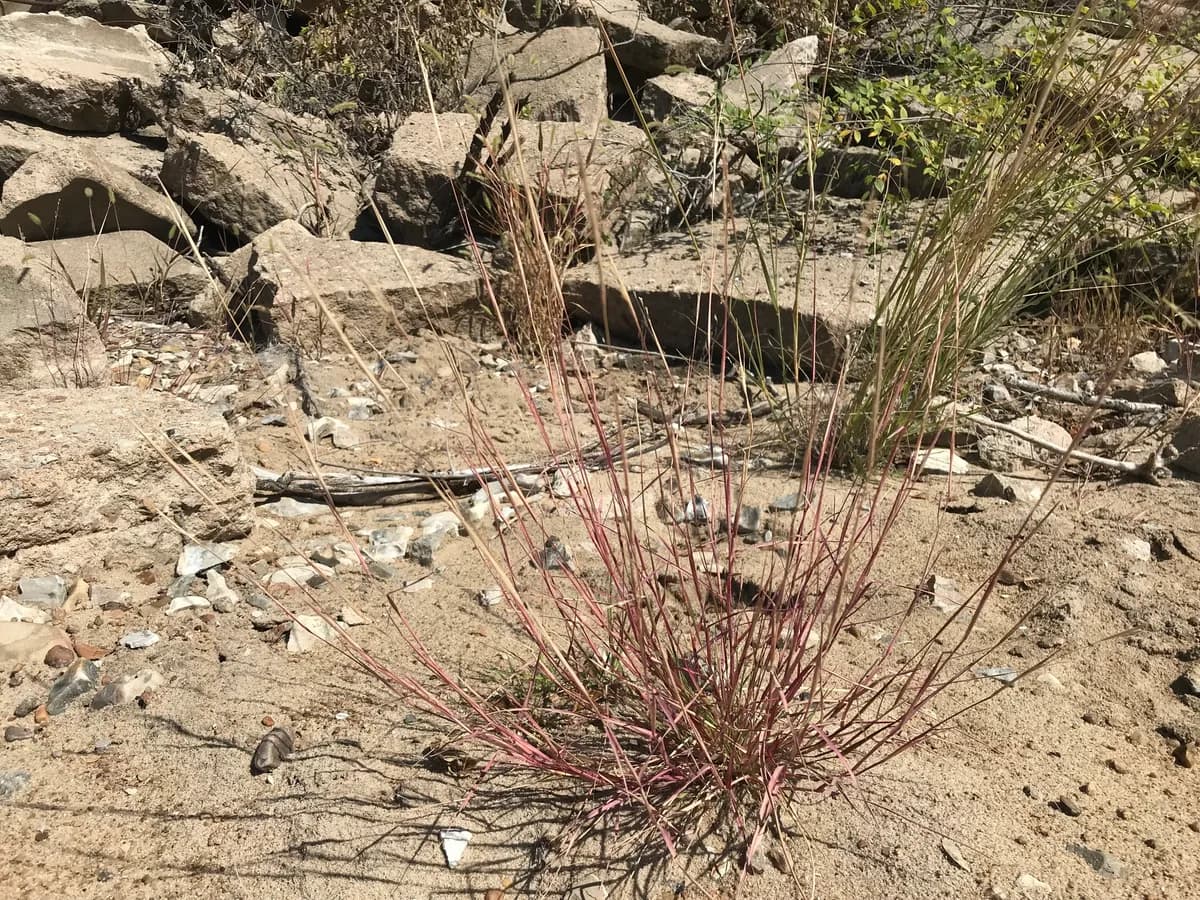 Purple Sandgrass (Triplasis purpurea)
