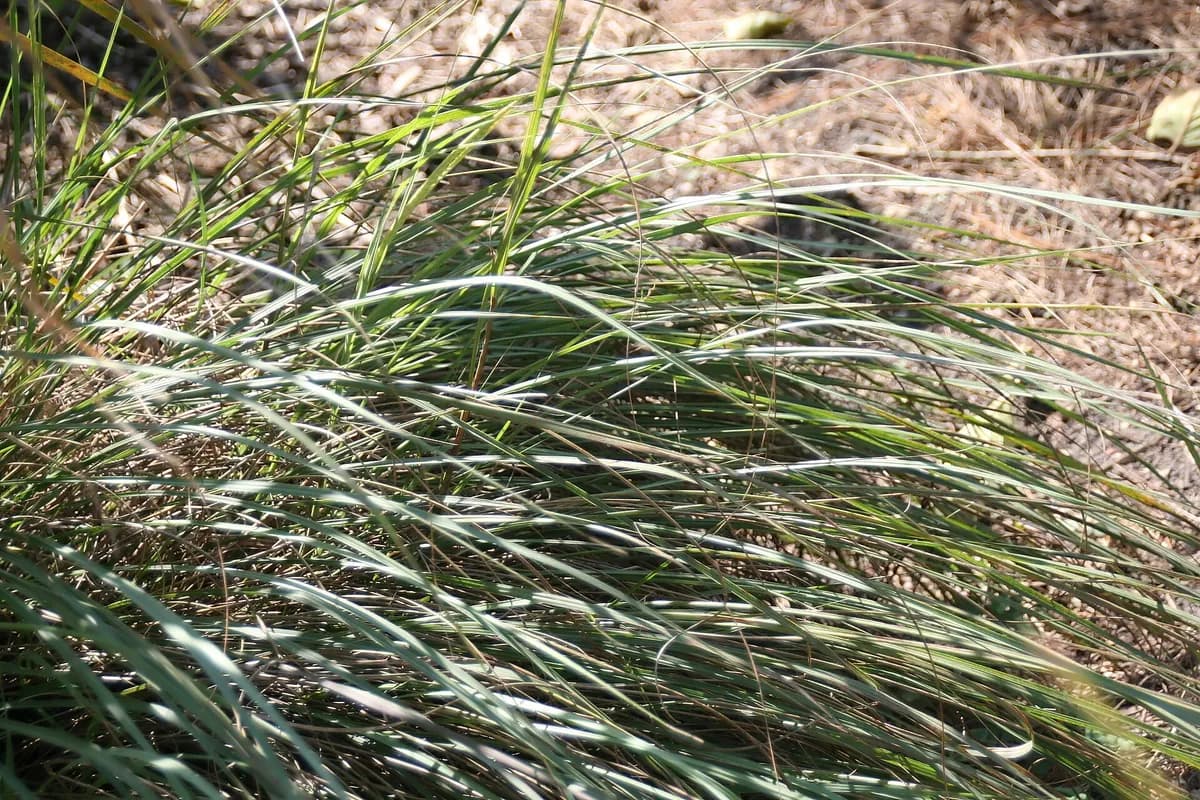 Eastern gama grass (Tripsacum floridanum)