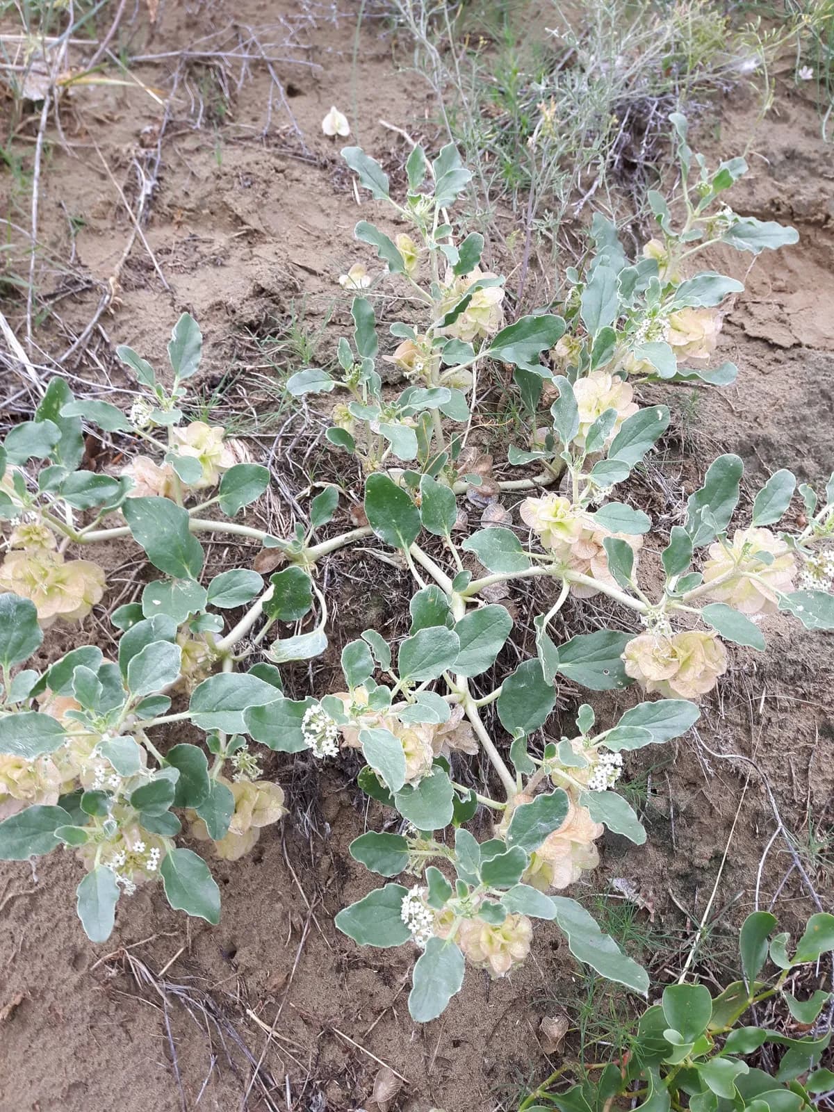 Three-wing sand verbena (Tripterocalyx micranthus)