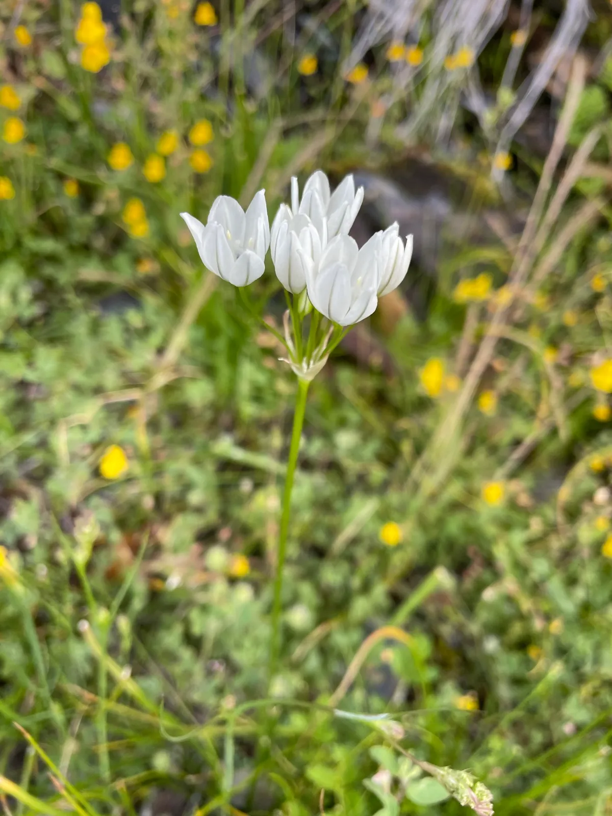 Fool's-onion (Triteleia hyacinthina)