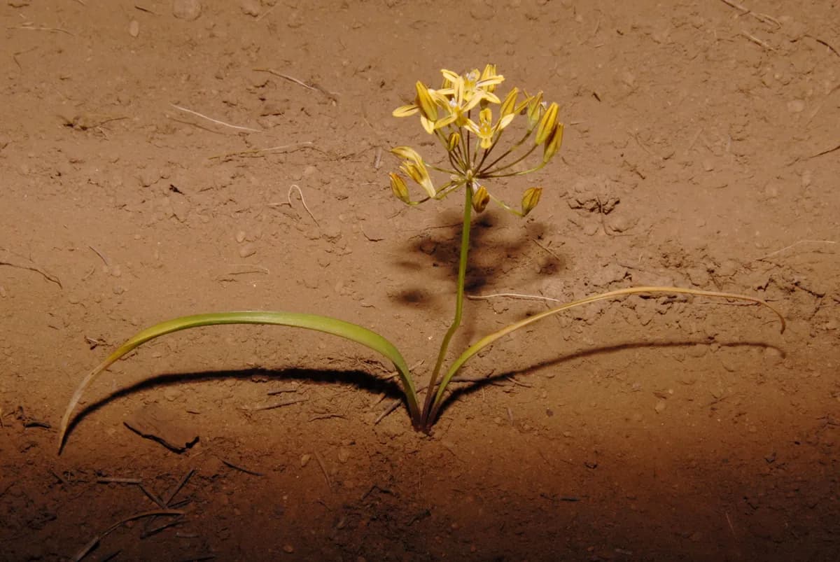 Golden triteleia (Triteleia ixioides)