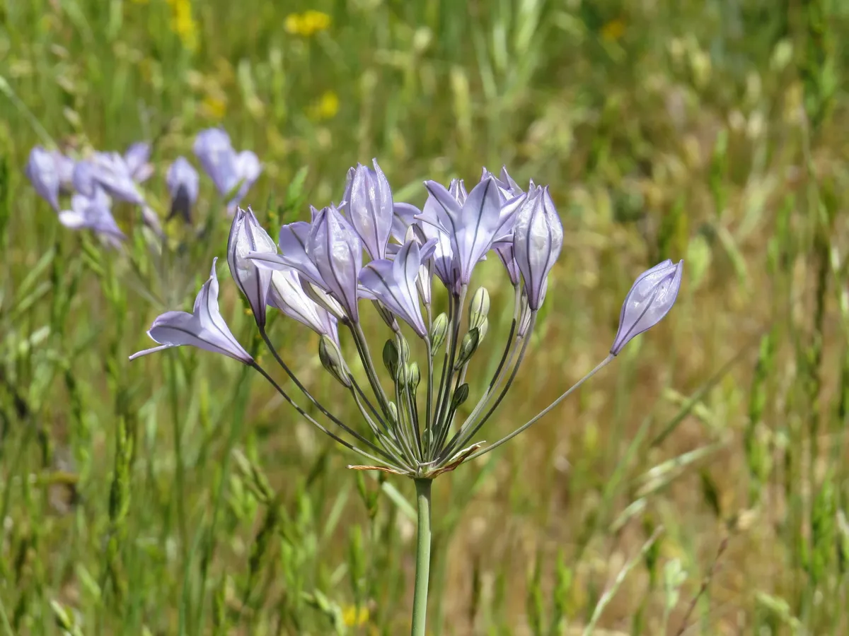 Triplet-lily (Triteleia laxa)