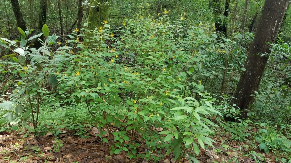 Sacramento Burbark (Triumfetta semitriloba)