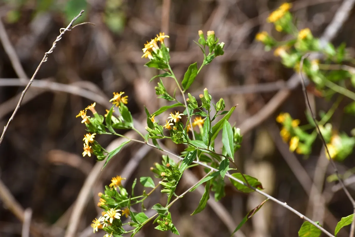 Mexican Trixis (Trixis inula)