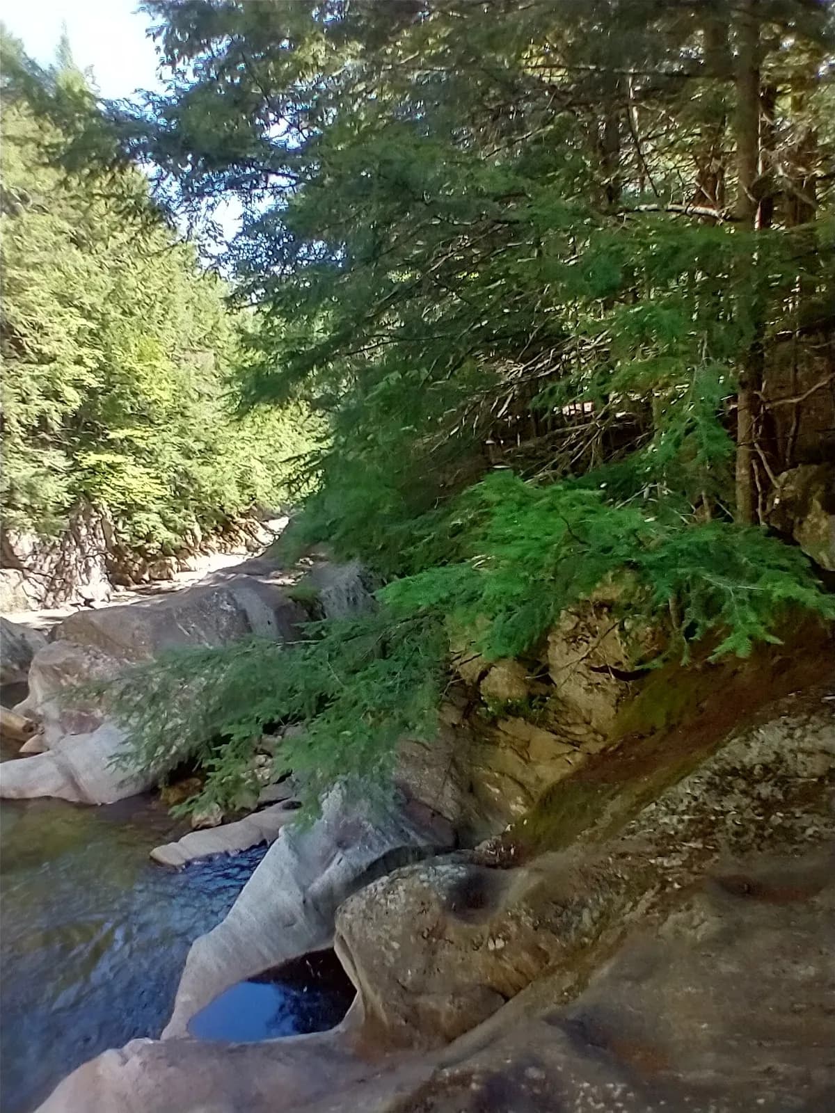 Eastern Hemlock (Tsuga canadensis)