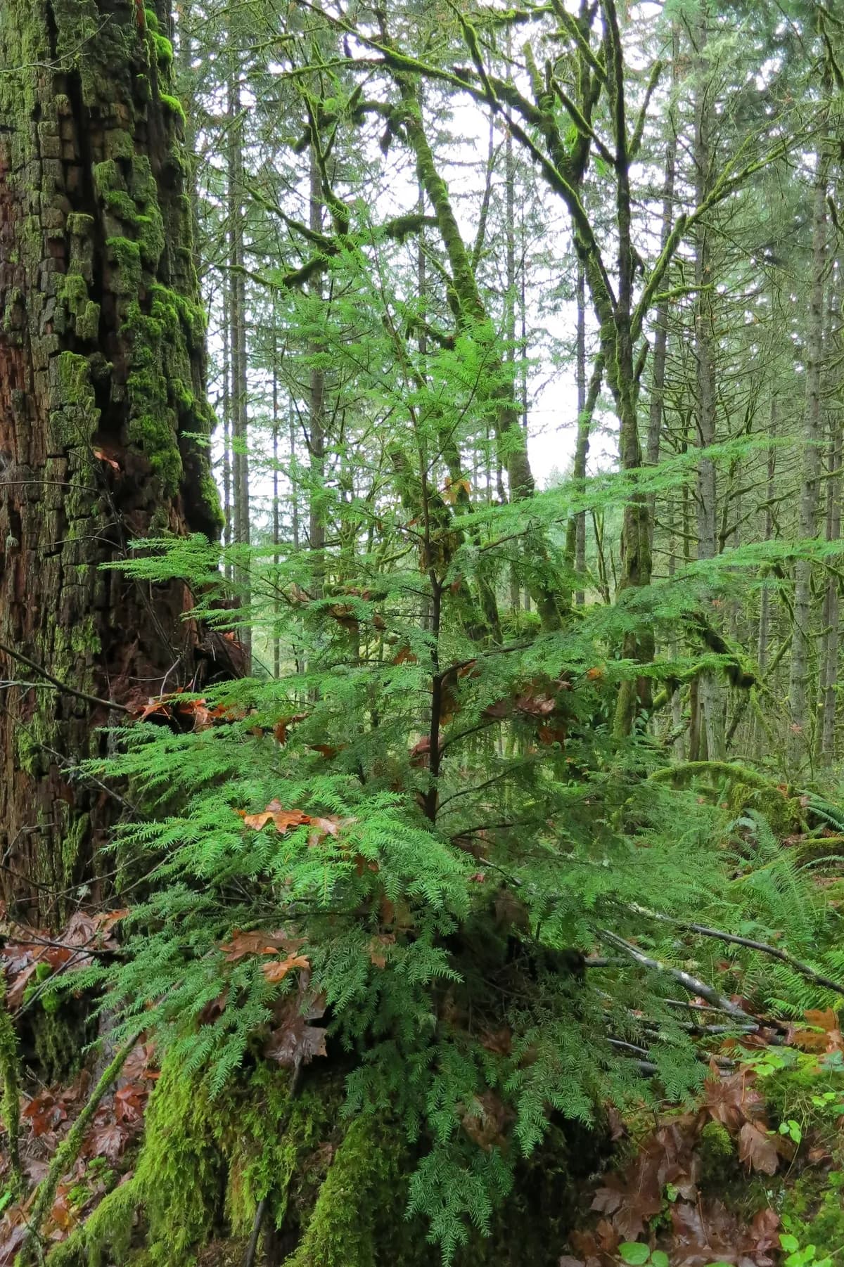 Pacific hemlock (Tsuga heterophylla)