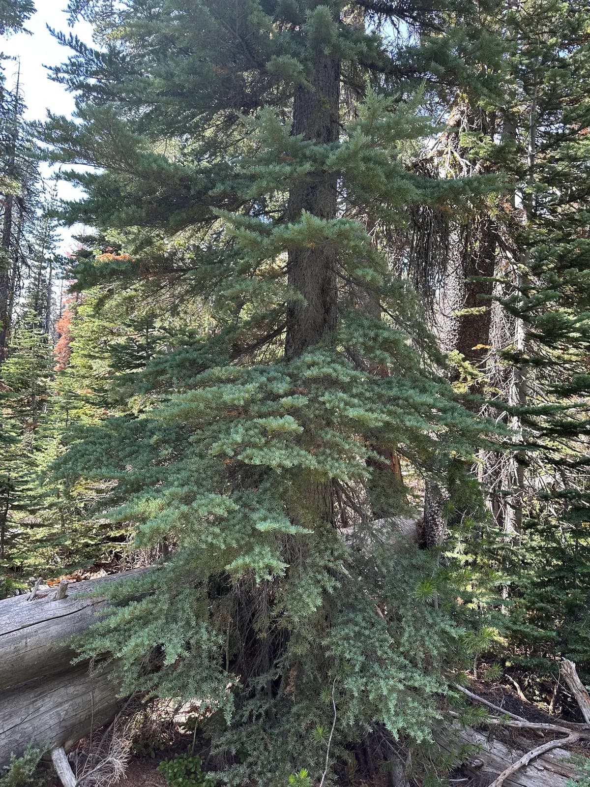 Mountain hemlock (Tsuga mertensiana)