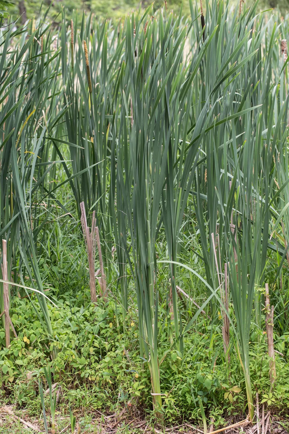 Cooper's-reed (Typha latifolia)