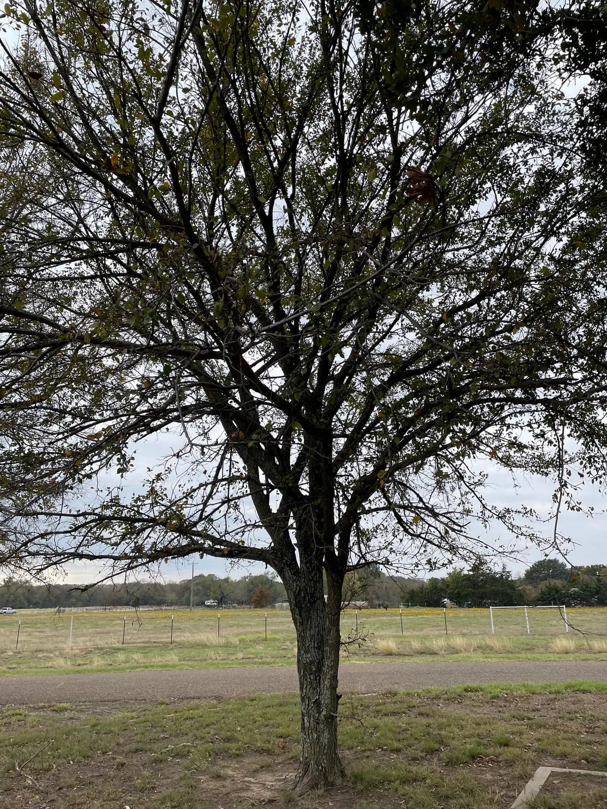 Winged Elm (Ulmus alata)