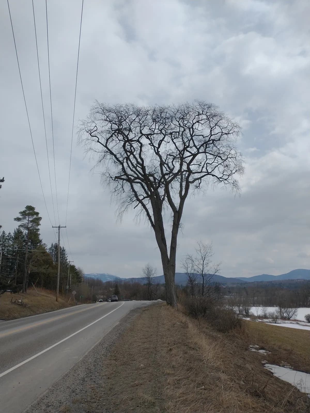 American Elm (Ulmus americana)