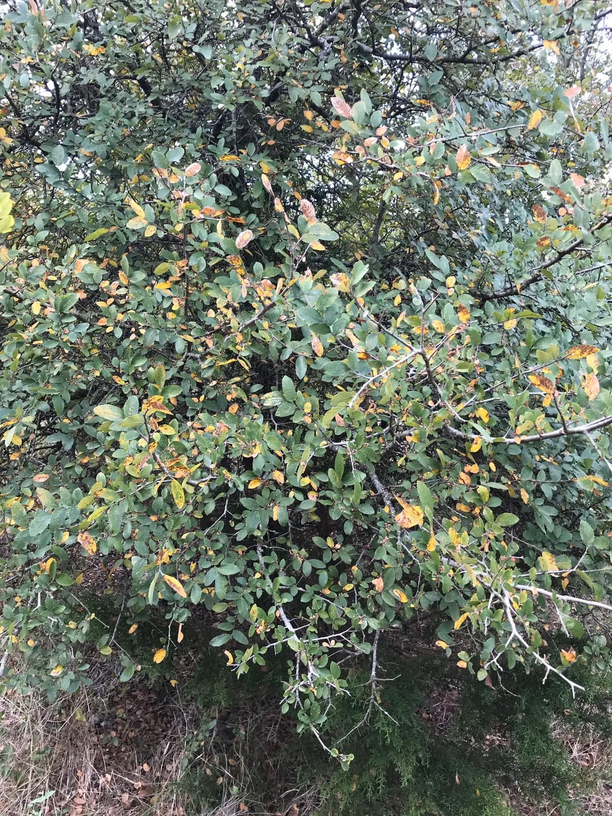 Cedar Elm (Ulmus crassifolia)