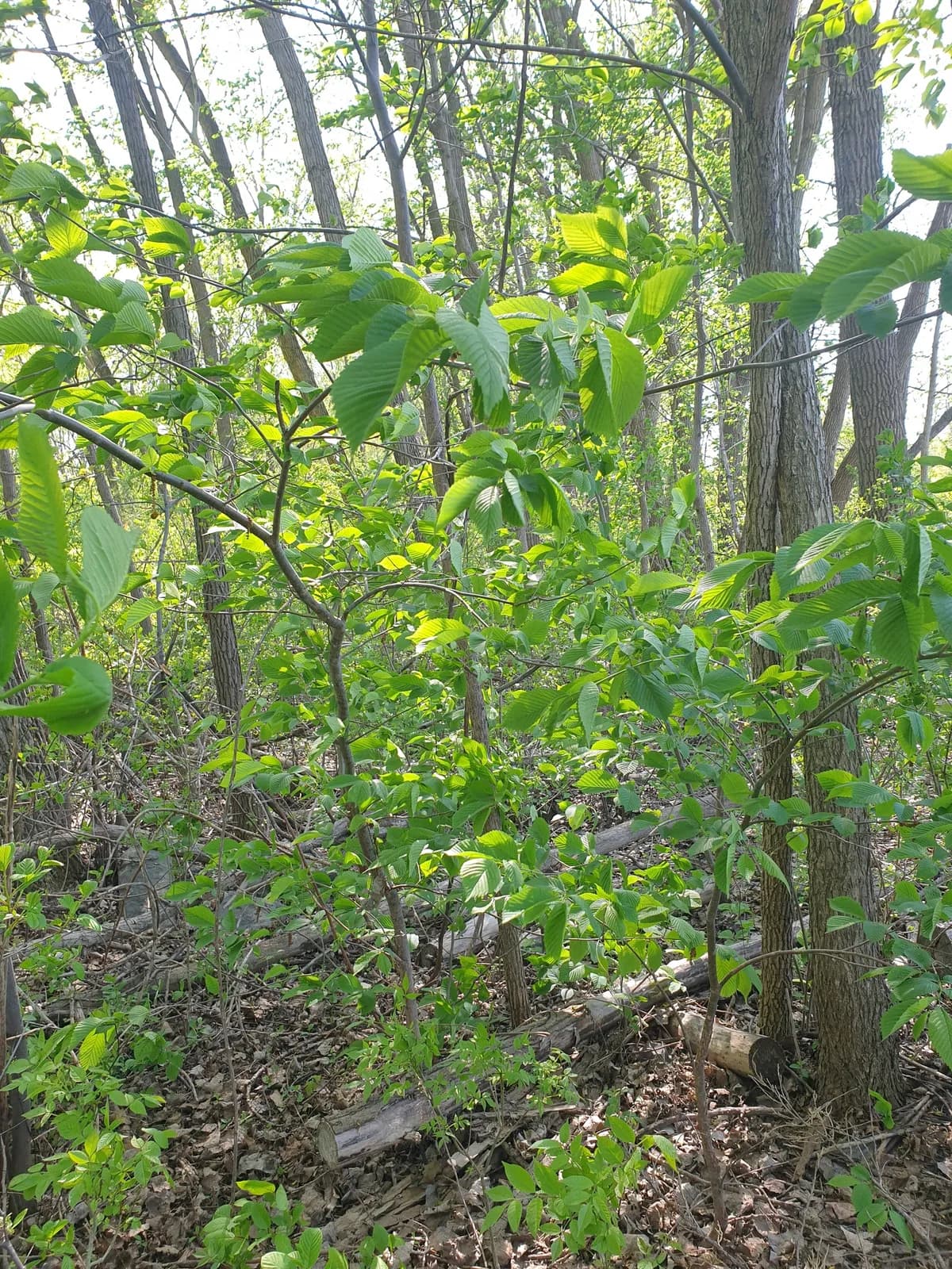 Slippery elm (Ulmus rubra)
