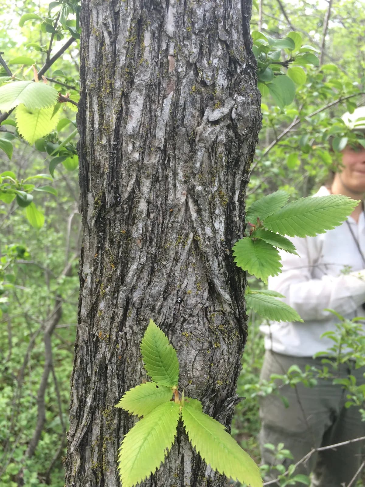 Cork elm (Ulmus thomasii)