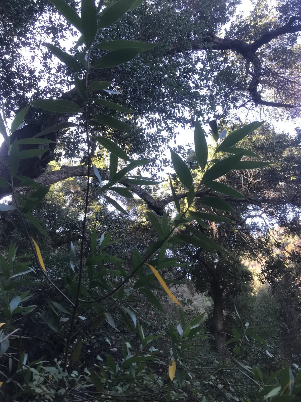 California-laurel (Umbellularia californica)