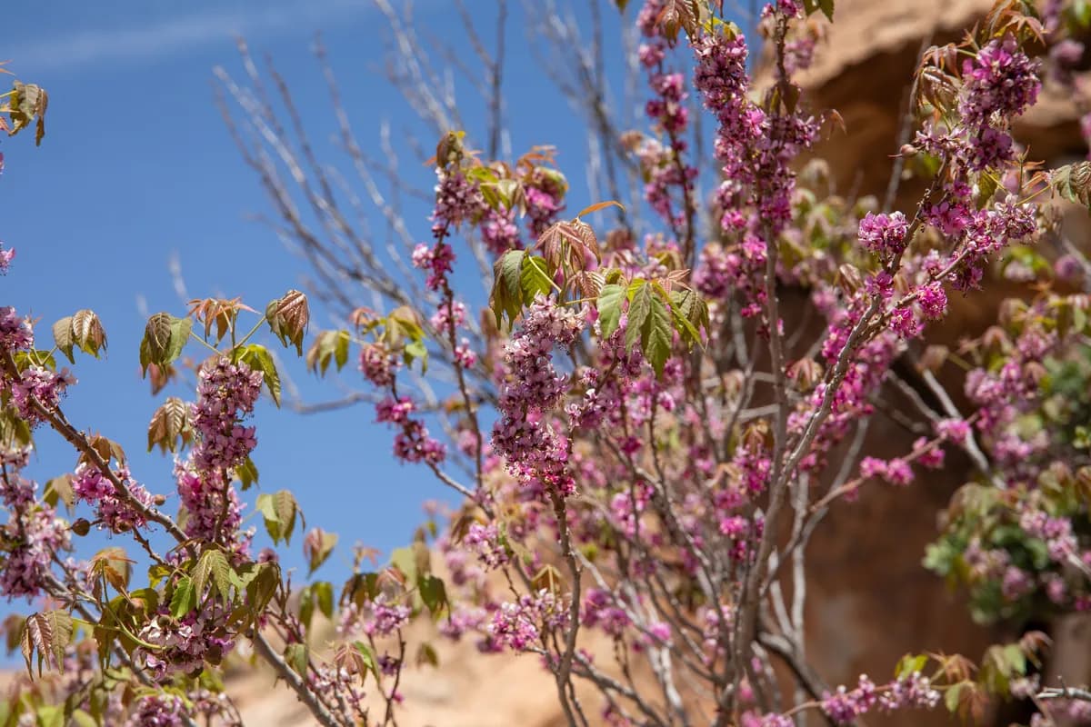 Mexican Buckeye (Ungnadia speciosa)