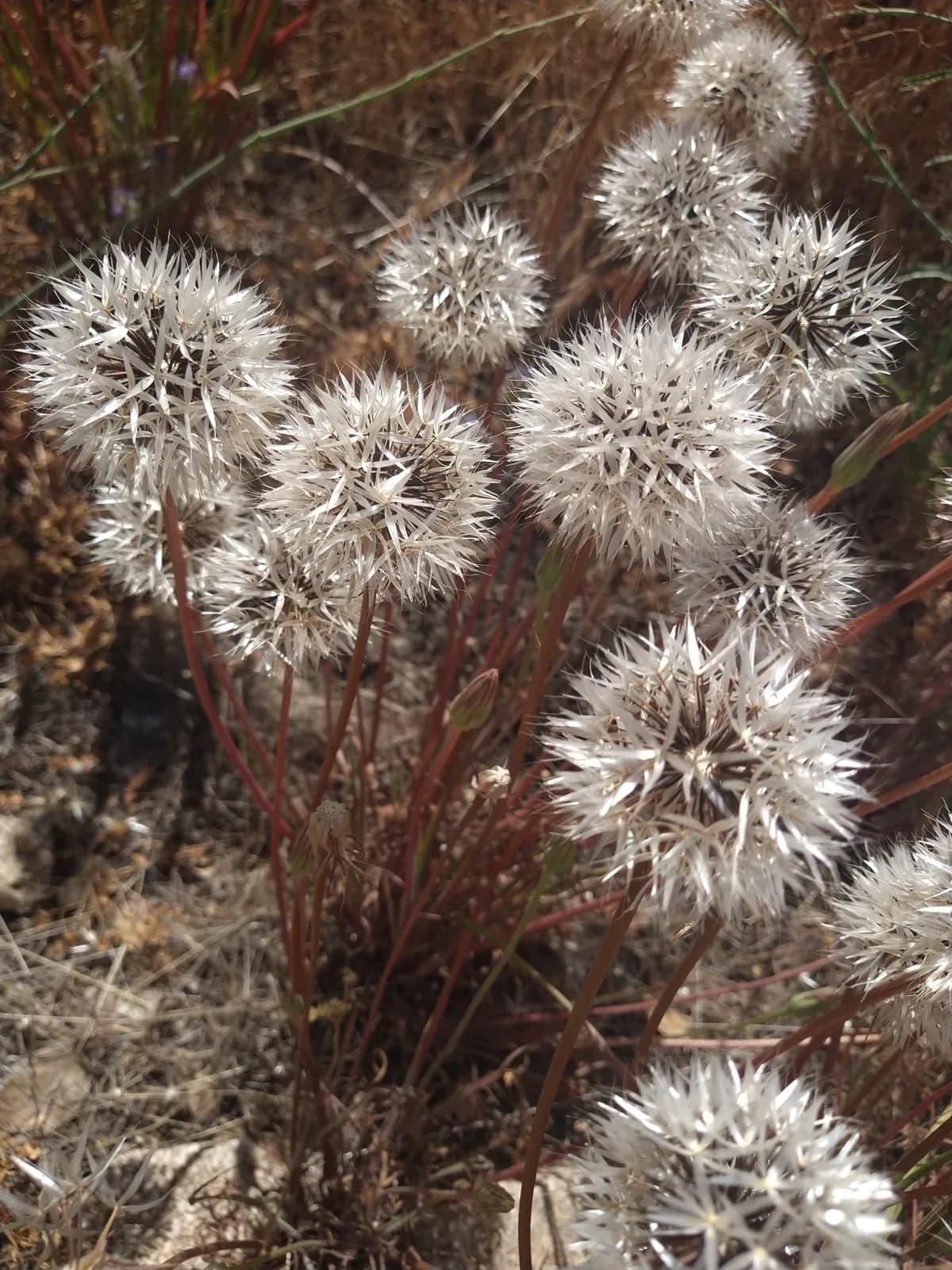 Silverpuffs (Uropappus lindleyi)