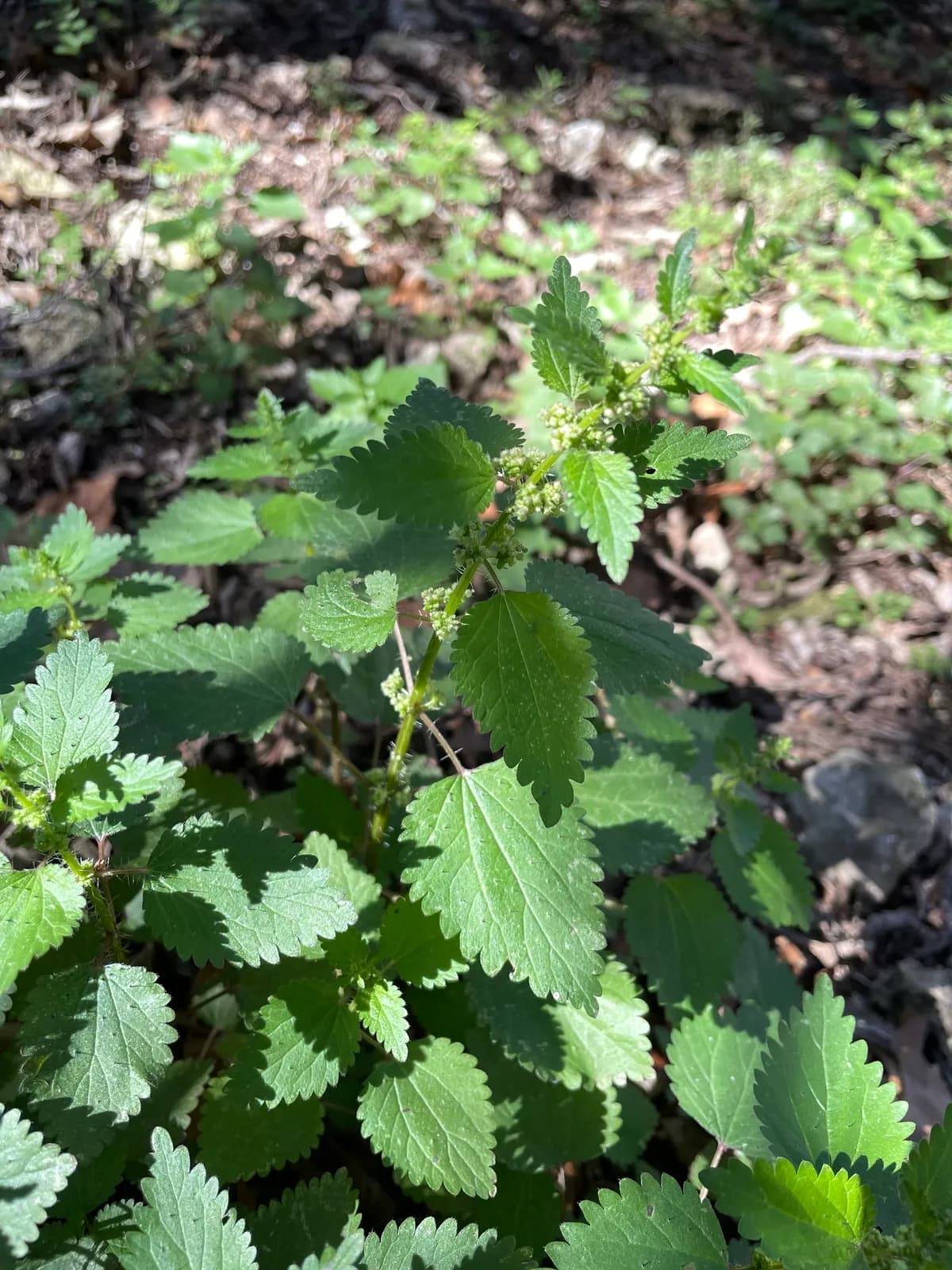 Heartleaf Nettle (Urtica chamaedryoides)