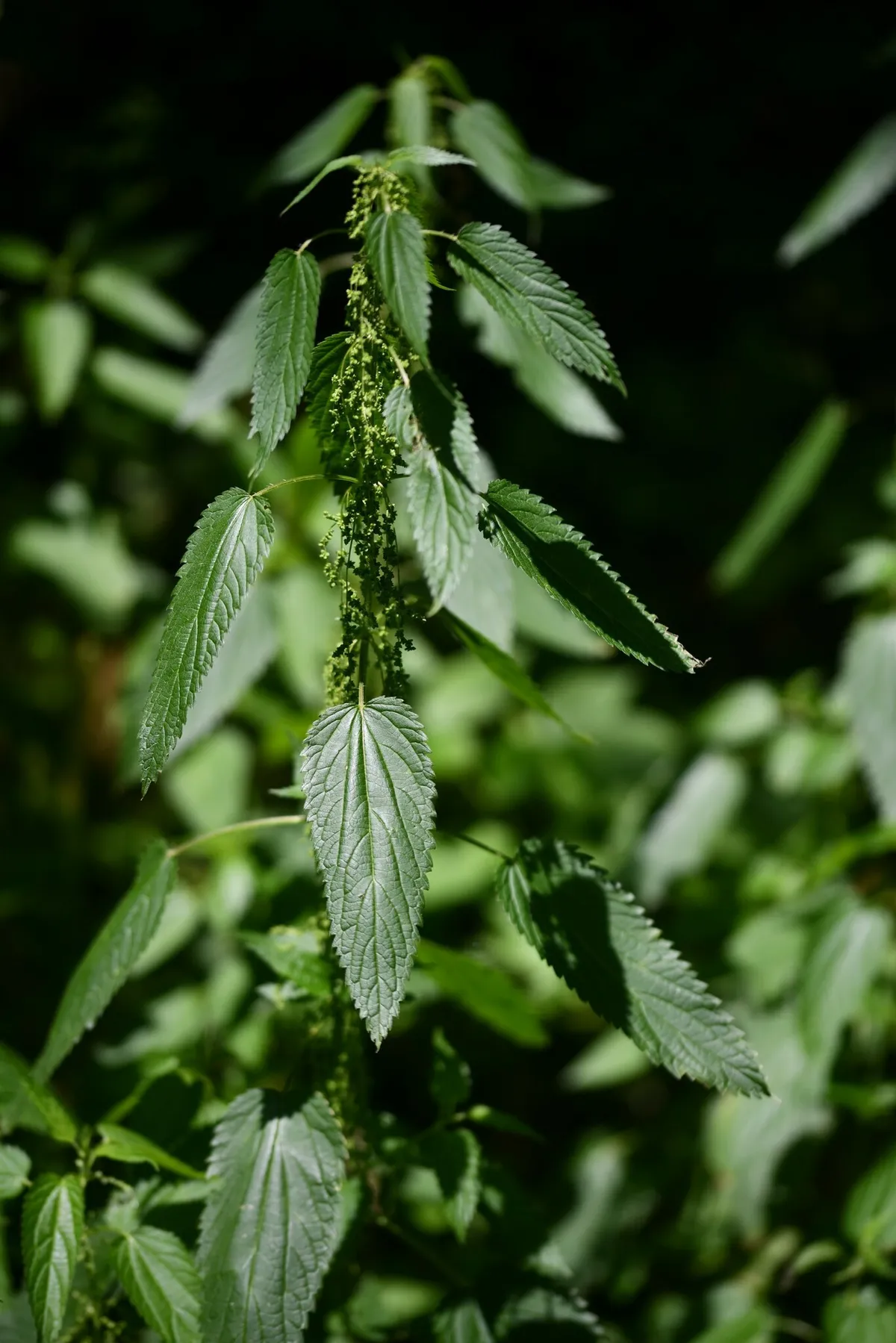 Stinging Nettle (Urtica dioica)
