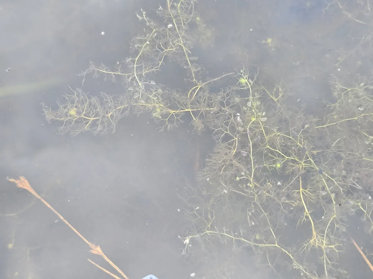 Lesser Bladderwort (Utricularia minor)