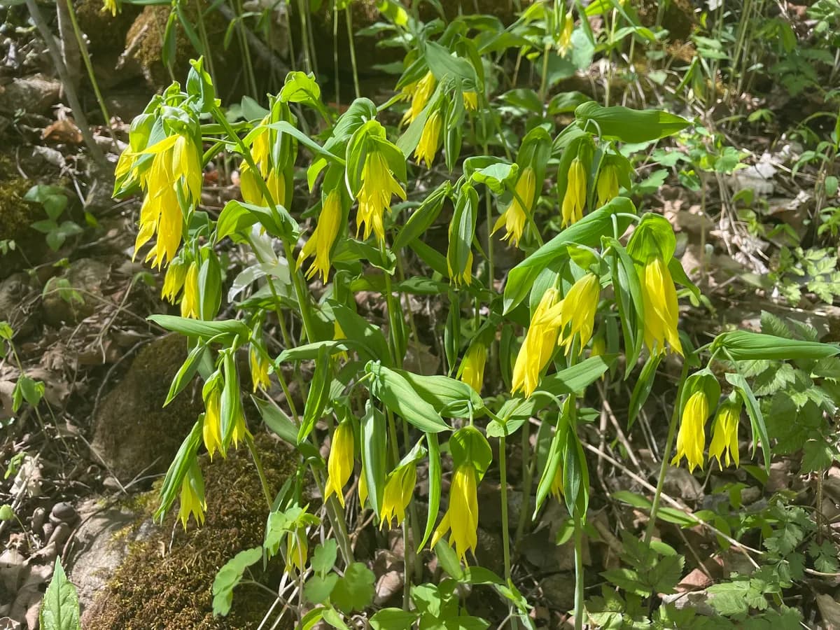 Bellwort (Uvularia grandiflora)