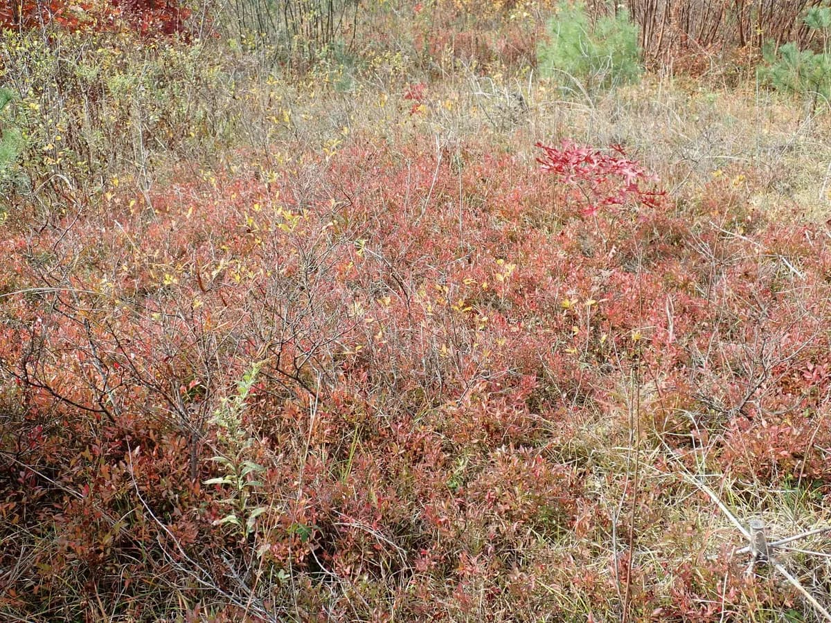 Early lowbush blueberry (Vaccinium angustifolium)