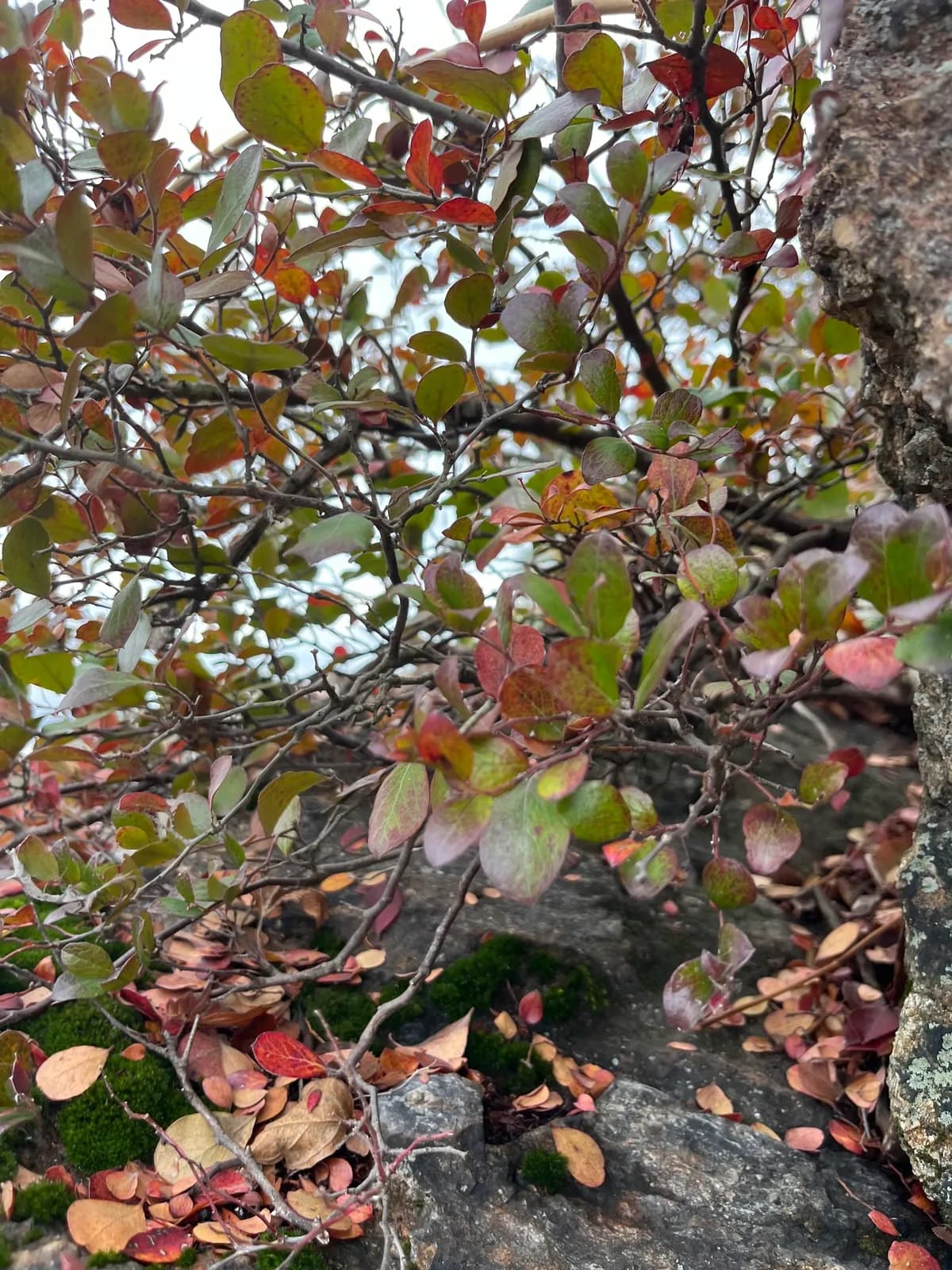 Farkleberry (Vaccinium arboreum)