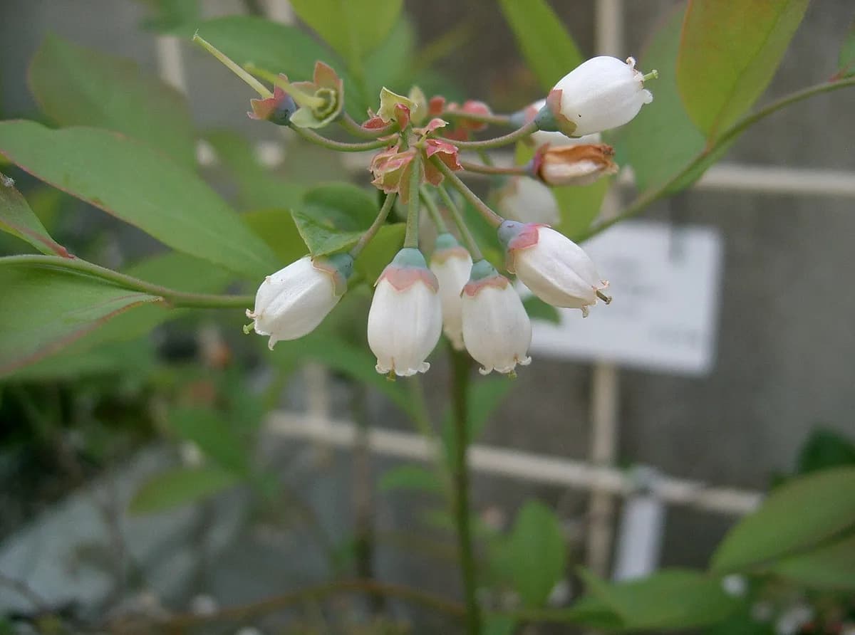 Rabbiteye blueberry (Vaccinium ashei)