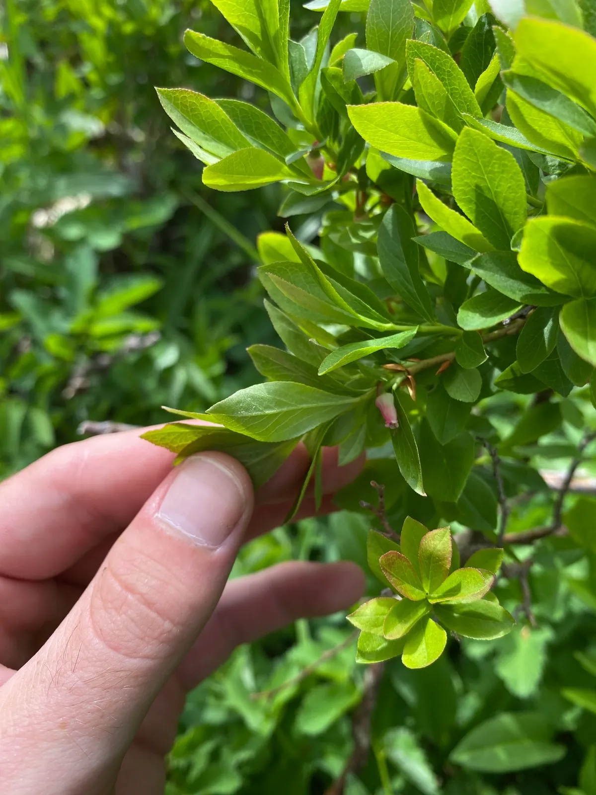 Dwarf Bilberry (Vaccinium cespitosum)