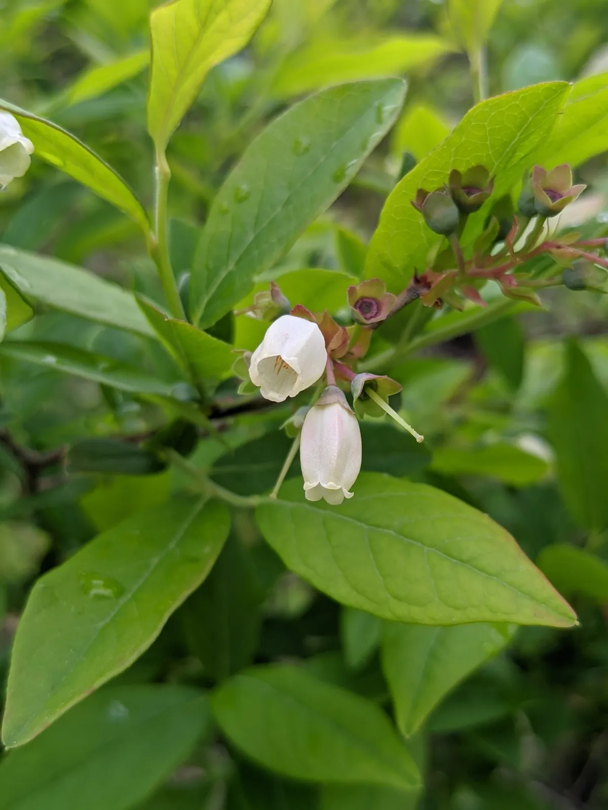 American blueberry (Vaccinium corymbosum)