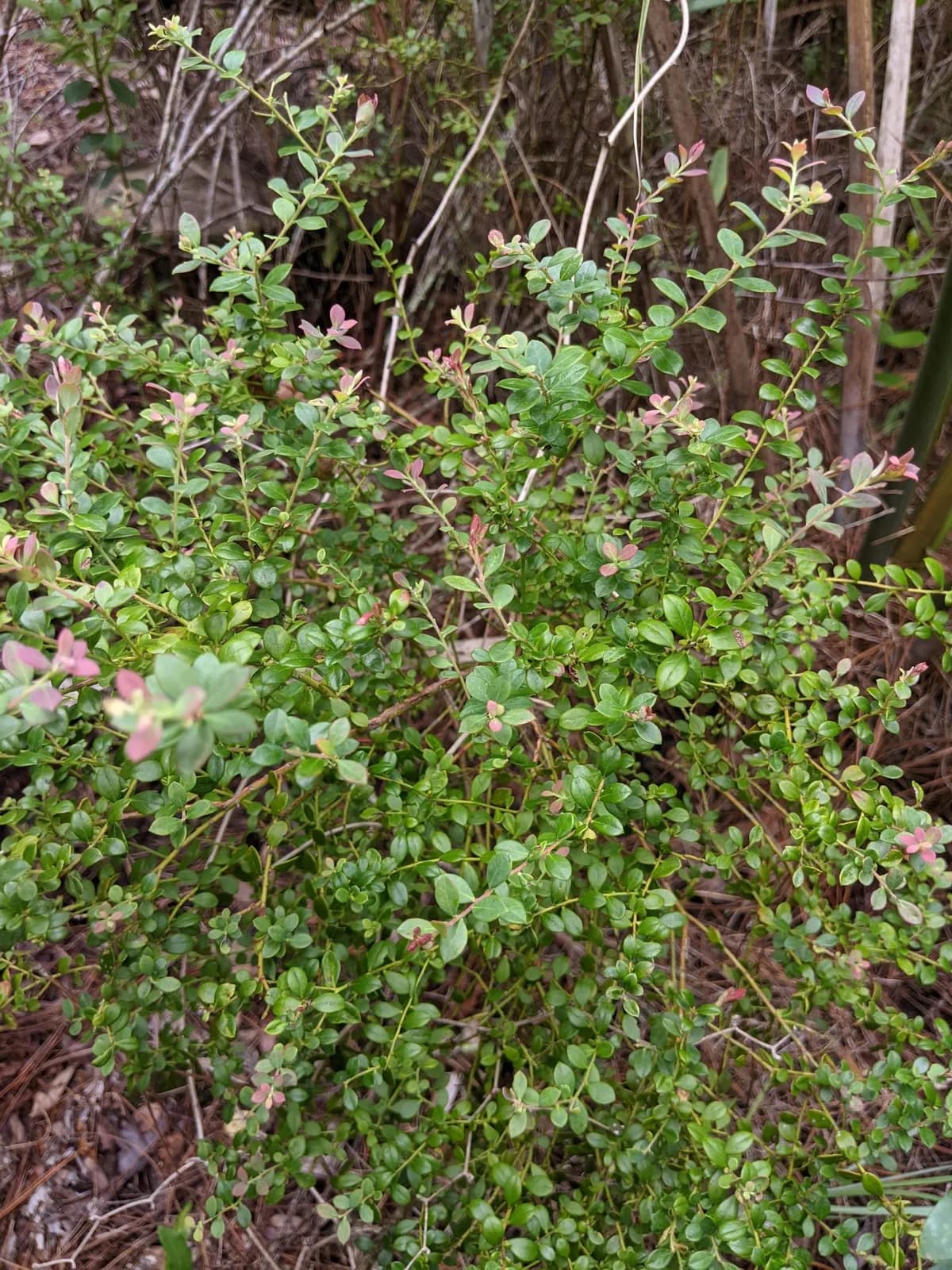 Darrow's blueberry (Vaccinium darrowii)