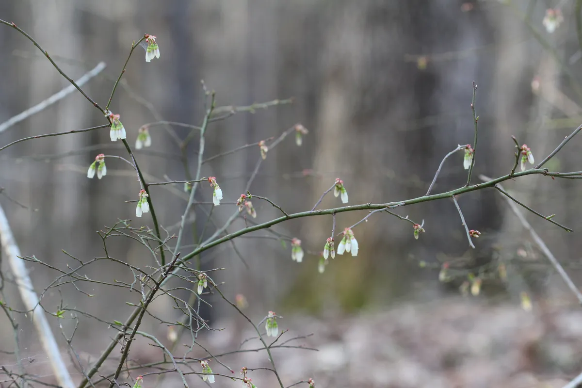 Elliott's blueberry (Vaccinium elliottii)