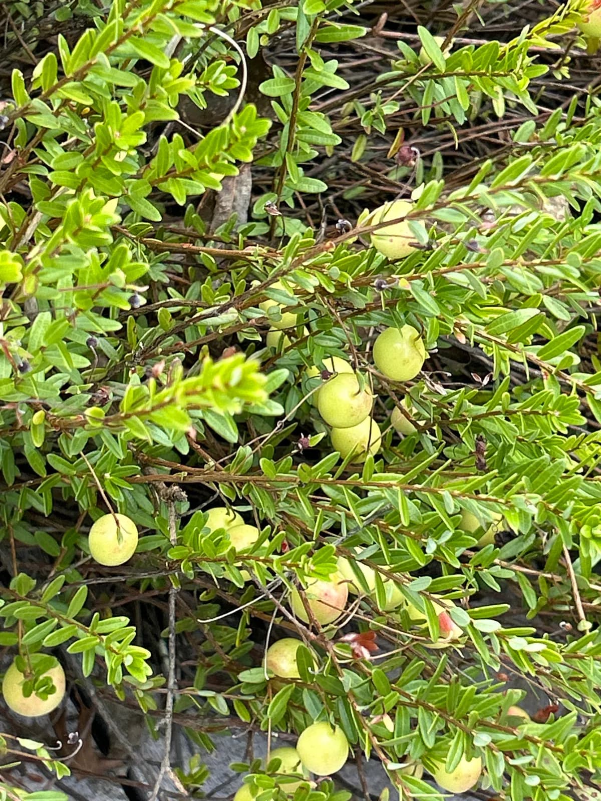 American cranberry (Vaccinium macrocarpon)