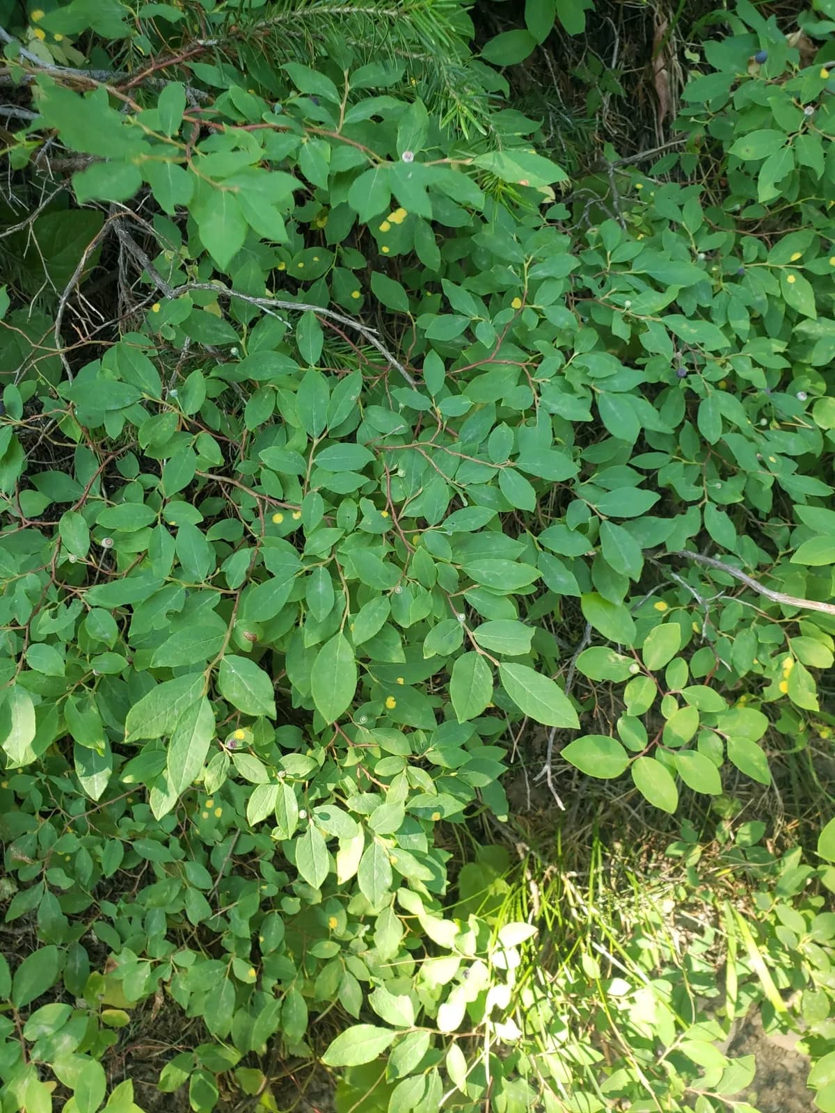 Thin-leaf-huckleberry (Vaccinium membranaceum)