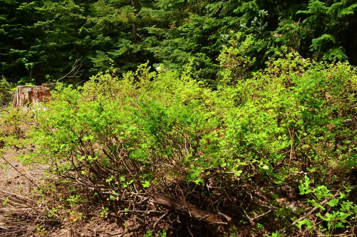 Early blueberry (Vaccinium ovalifolium)