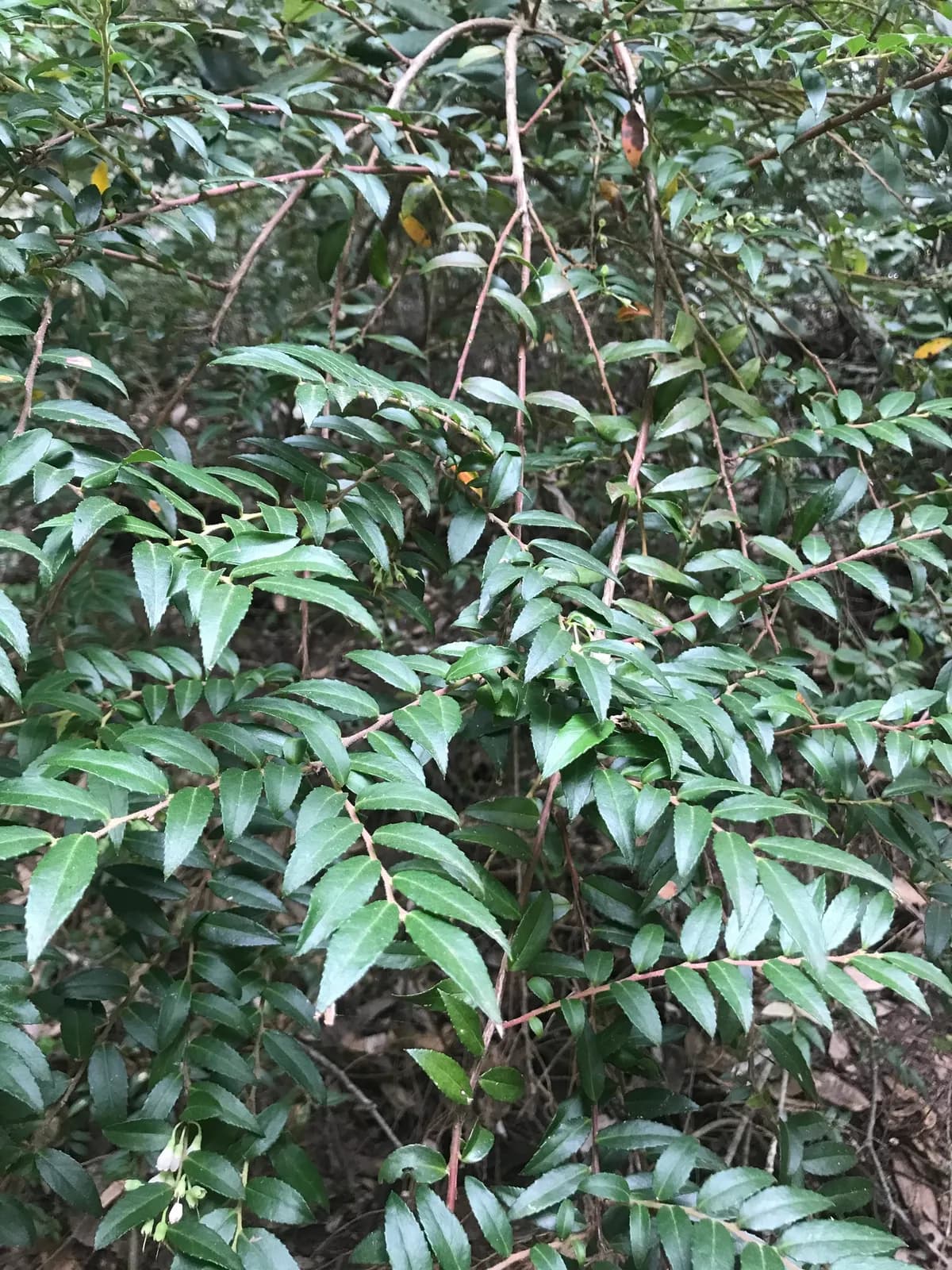 California-huckleberry (Vaccinium ovatum)