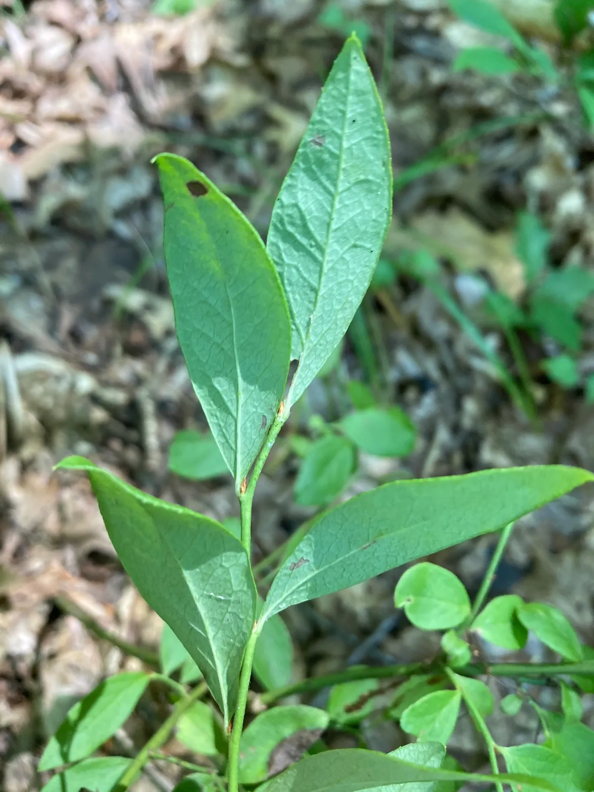 Dryland Blueberry (Vaccinium pallidum)