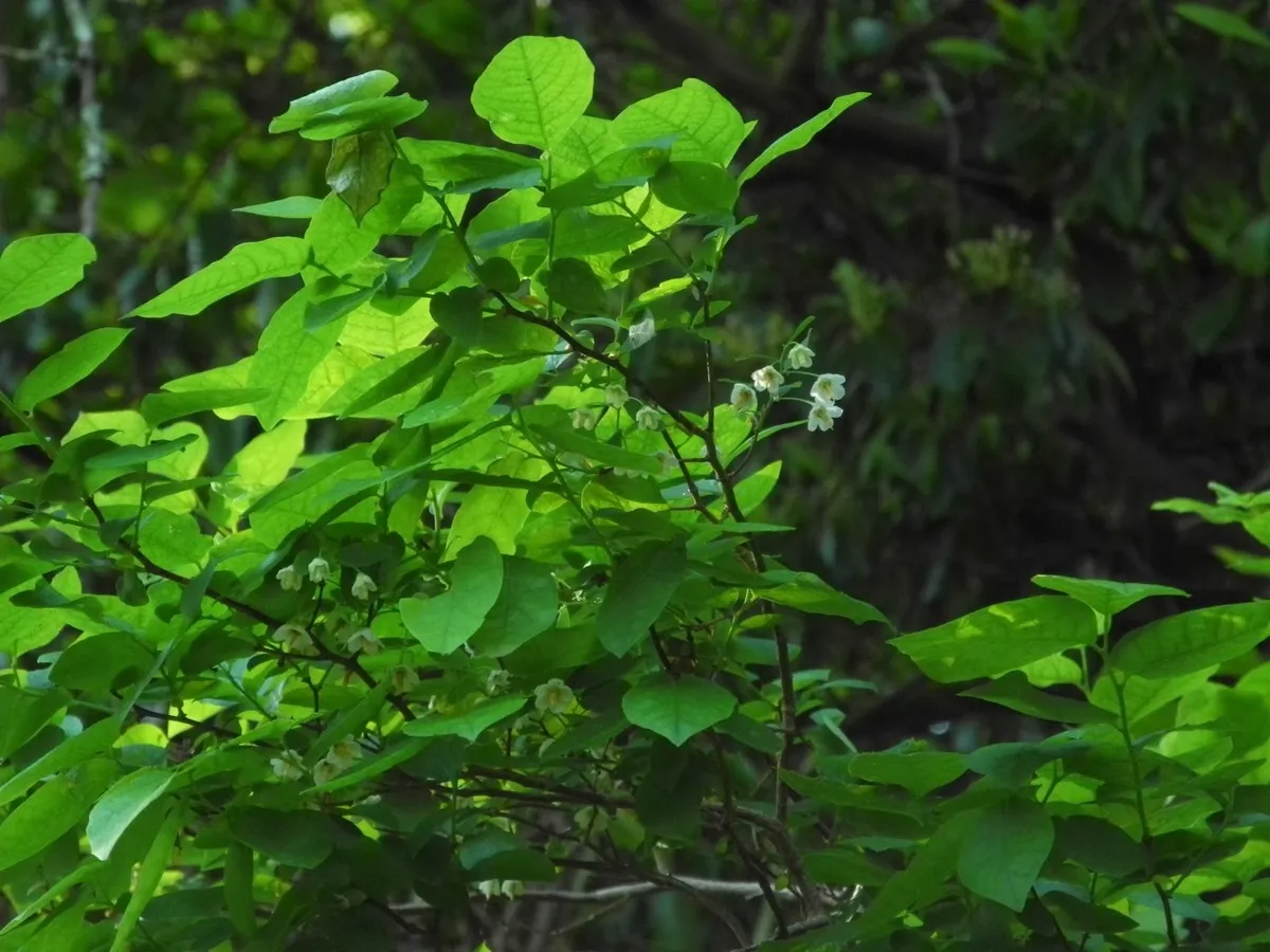 Southern-gooseberry (Vaccinium stamineum)
