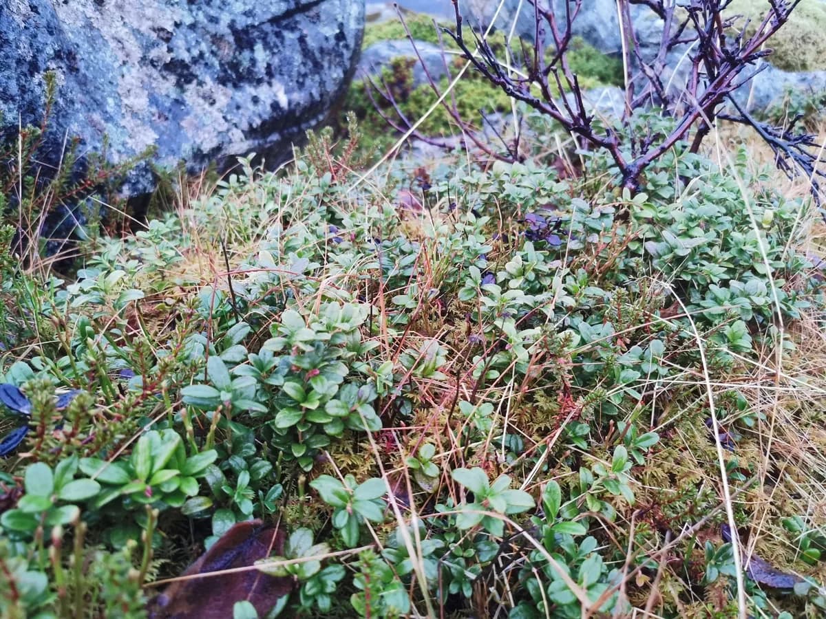 Cowberry (Vaccinium vitis-idaea)